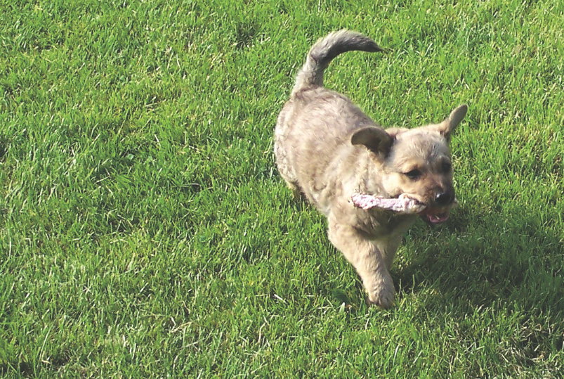 Właściciele czworonogów mogą się cieszyć piękną trawą – wystarczy tylko odpowiednio 
o nią dbać.