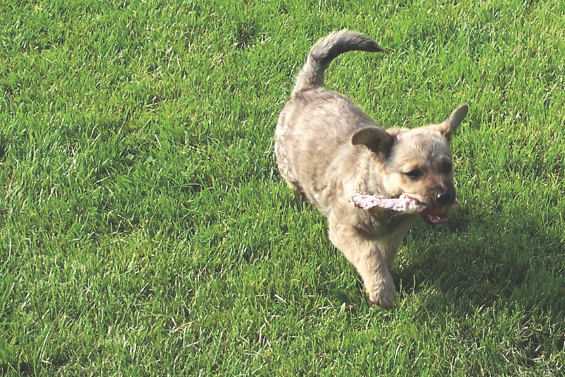 Właściciele czworonogów mogą się cieszyć piękną trawą – wystarczy tylko odpowiednio
o nią dbać.