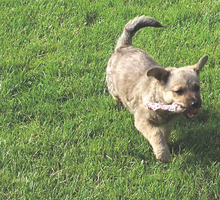 Właściciele czworonogów mogą się cieszyć piękną trawą – wystarczy tylko odpowiednio
o nią dbać.