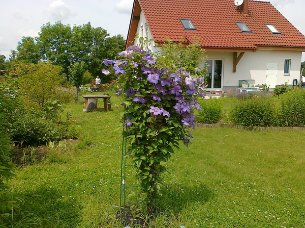wspinający się powojnik