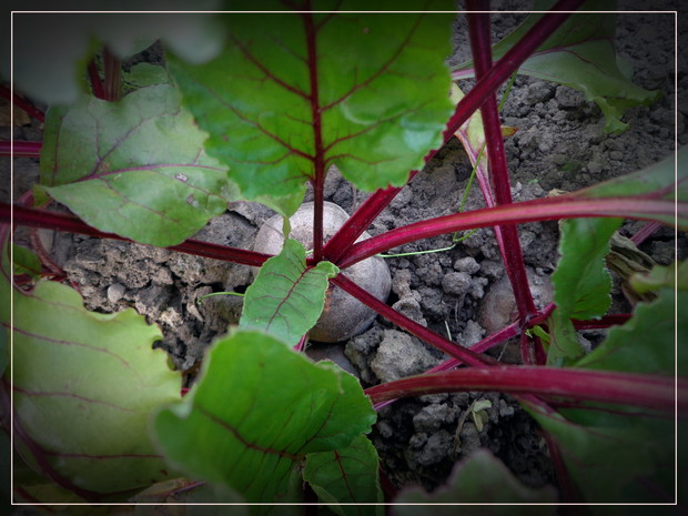 Wstydliwa Ćwikła - farbę puściła kiedy celowałam do niej obiektywem aparatu :) 