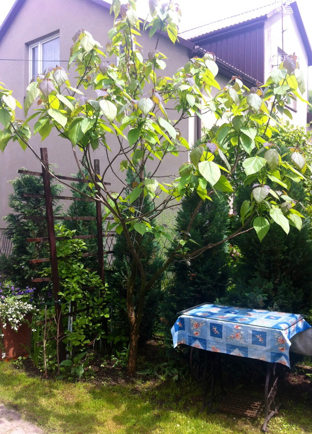 Wyhodowane z maleńkiej sadzonki drzewo Katalpy w tym roku być może po raz pierwszy zakwitnie.