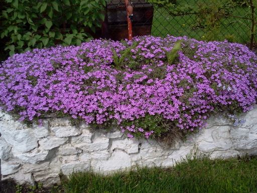 Z starej wanny zrobiłam taką dekorację .