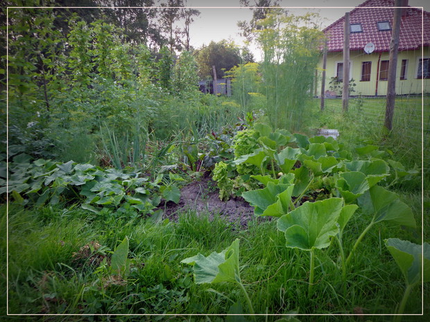 Zaczarowany ogród i jego mieszkańcy