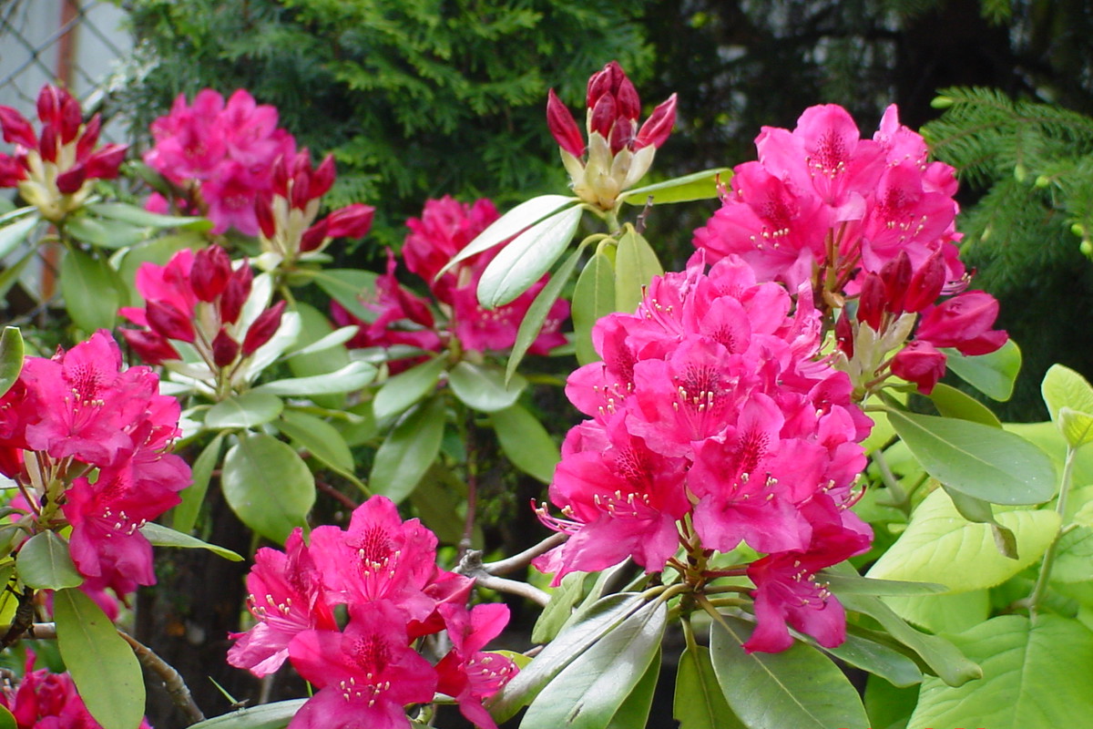 zakwitły moje rododendrony