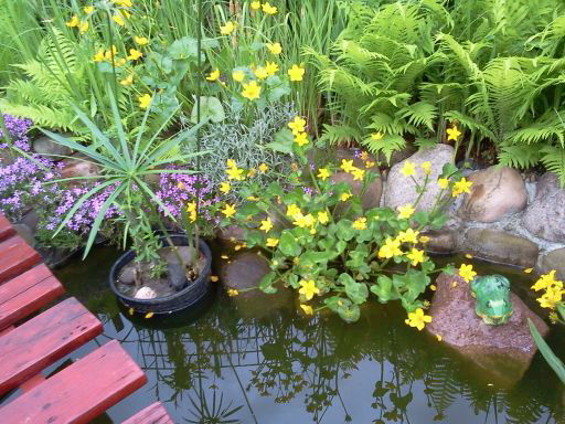 Zatoczka z papirusem,paprociami i kaczeńcami .