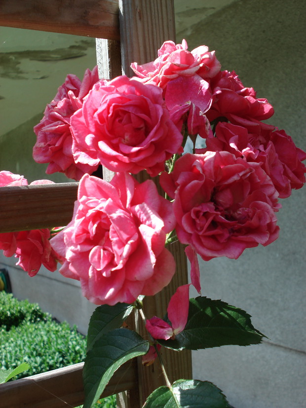 znowu piękne różyczki