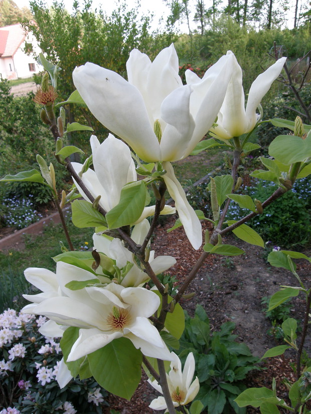 ŻÓŁTA MAGNOLIA TO DRZEWO MOJEJ MAMY DOSTAŁA JE NA DZIEŃ MATKI. I ROŚNIE NA PRZECIWKO MAMY SYPIALNI.