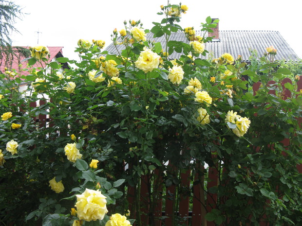 Żołta róża,,, wychodząc z domu taki mam widok