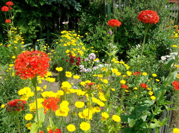 żółto-czerwony lipiec