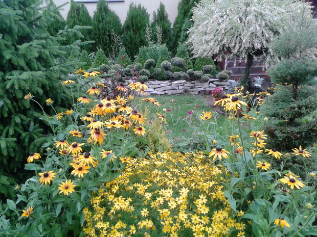 Żółty kolor króluje w moim ogrodzie.