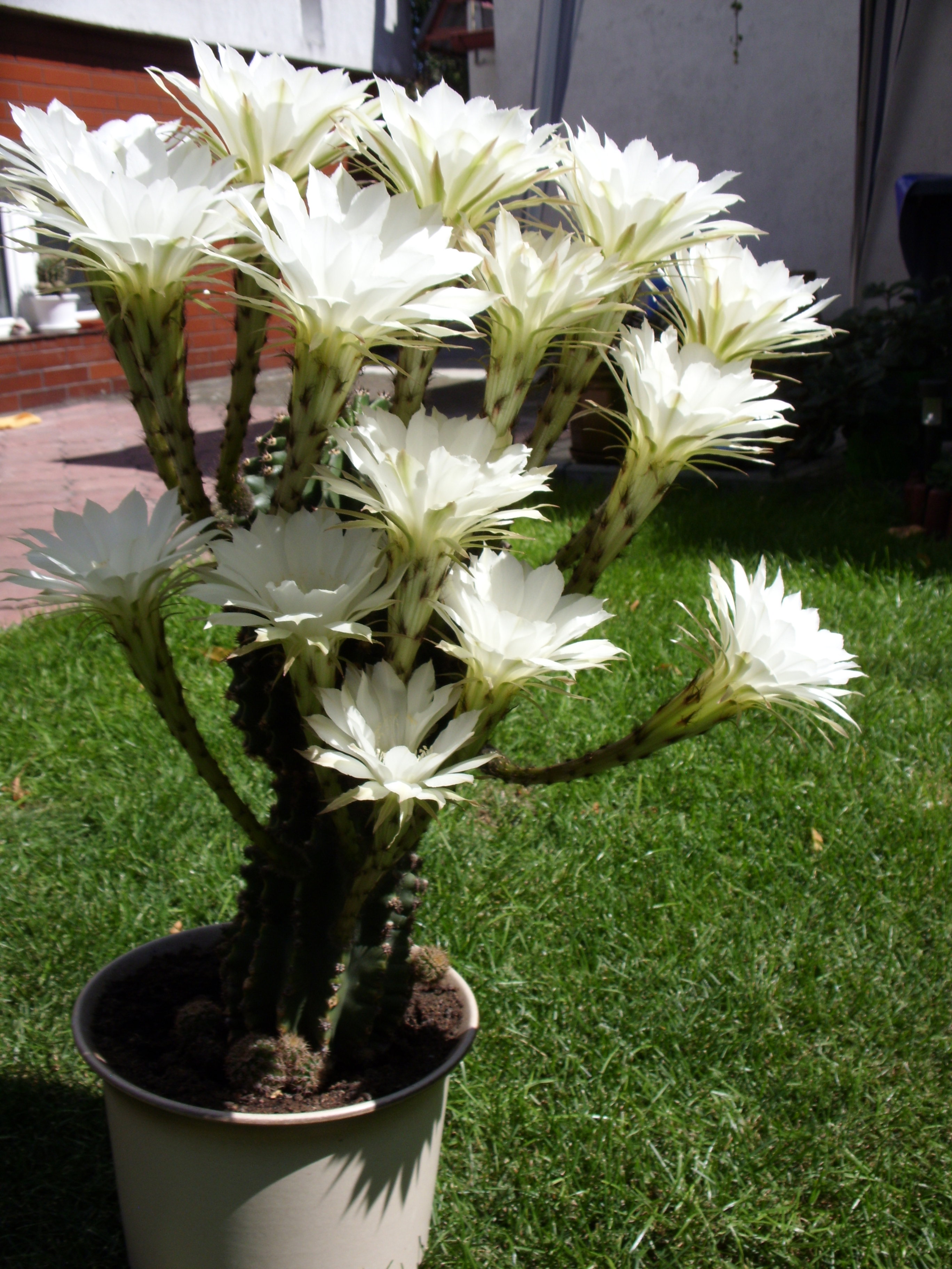 15nasto kwiatowy kaktus