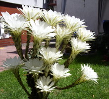 15nasto kwiatowy kaktus