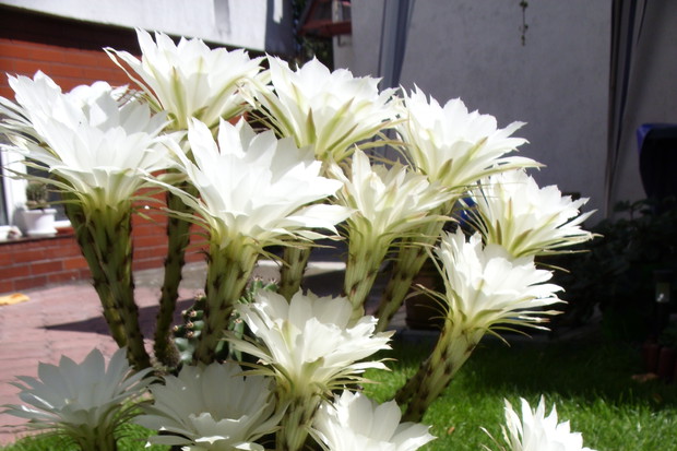 15nasto kwiatowy kaktus