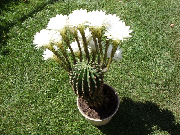 15nasto kwiatowy kaktus