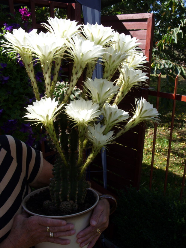 15nasto kwiatowy kaktus