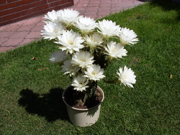 15nasto kwiatowy kaktus