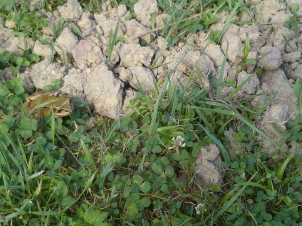 A tutaj żabka próbowała się ukryć :)