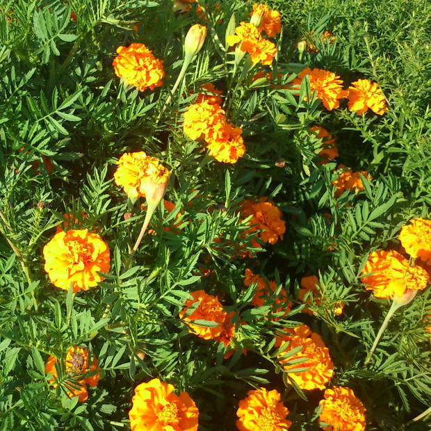 Aksamitki - uwielbiam ich zapach, przypominają mi dzieciństwo i wakacje u dziadków.