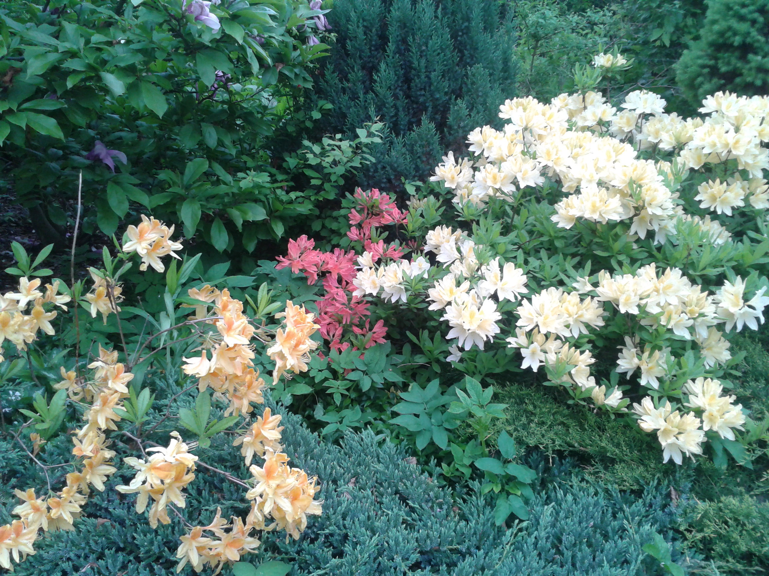 azalia rozświetla ogród