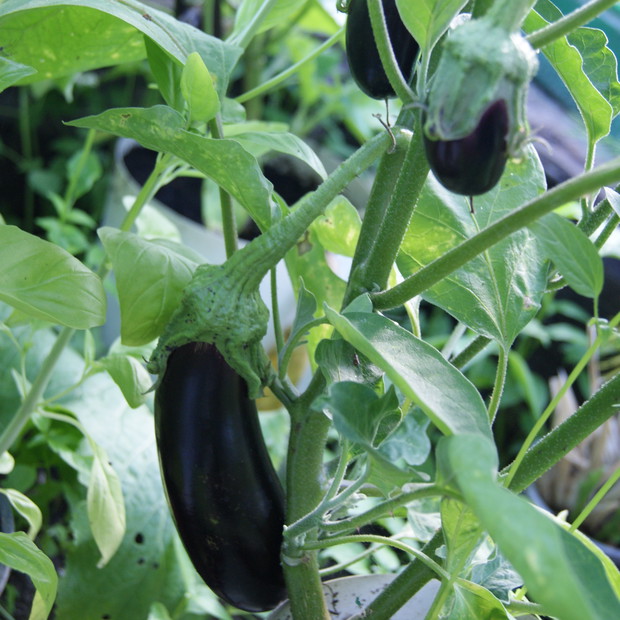 Bakłażany w lipcu.