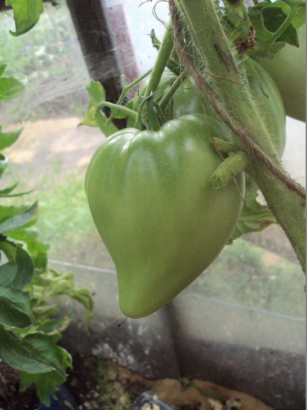 bawole serce /lipiec