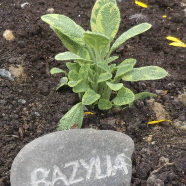 Bazylia