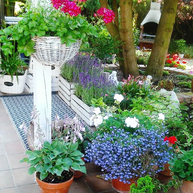 Biała pelargonia...w towarzystwie niebieskich drobinek...