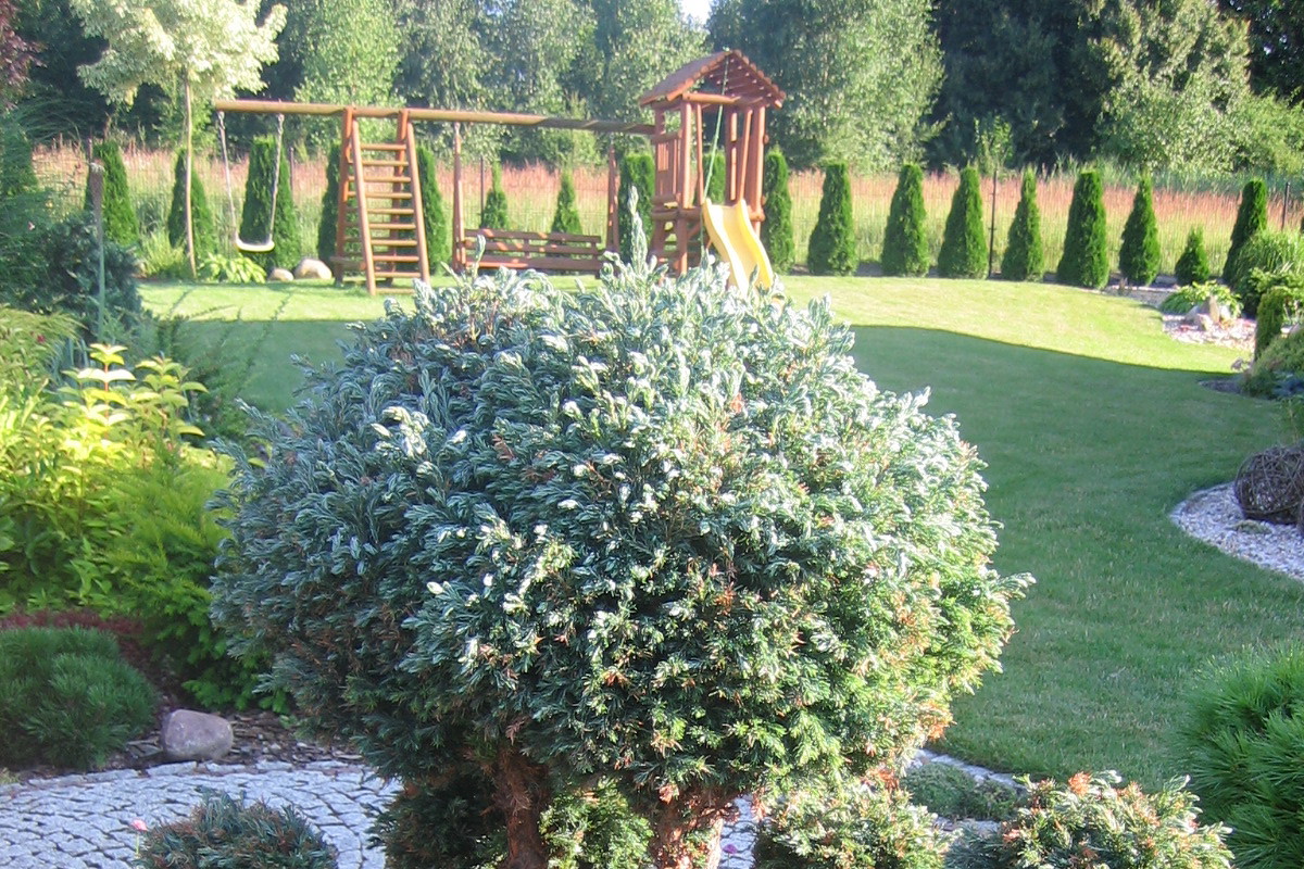 Bonsai