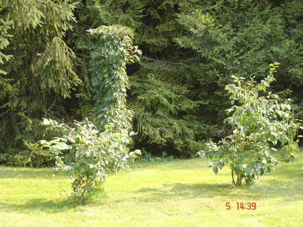 Borówki amerykańskie i pnące kiwi