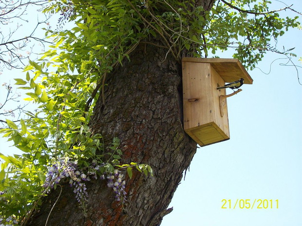 Budka dla sikorek obrośnięta glicynią