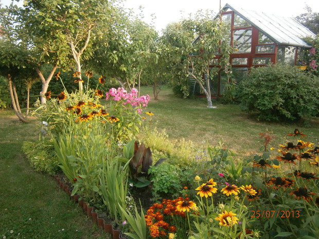 cały ogród w zieleni