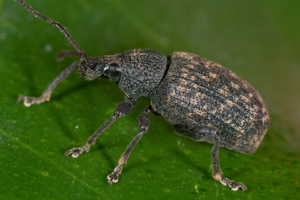 Chrząszcze żerują w nocy, wycinając w liściach zatokowe wżery