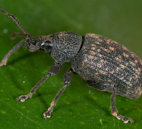 Chrząszcze żerują w nocy, wycinając w liściach zatokowe wżery
