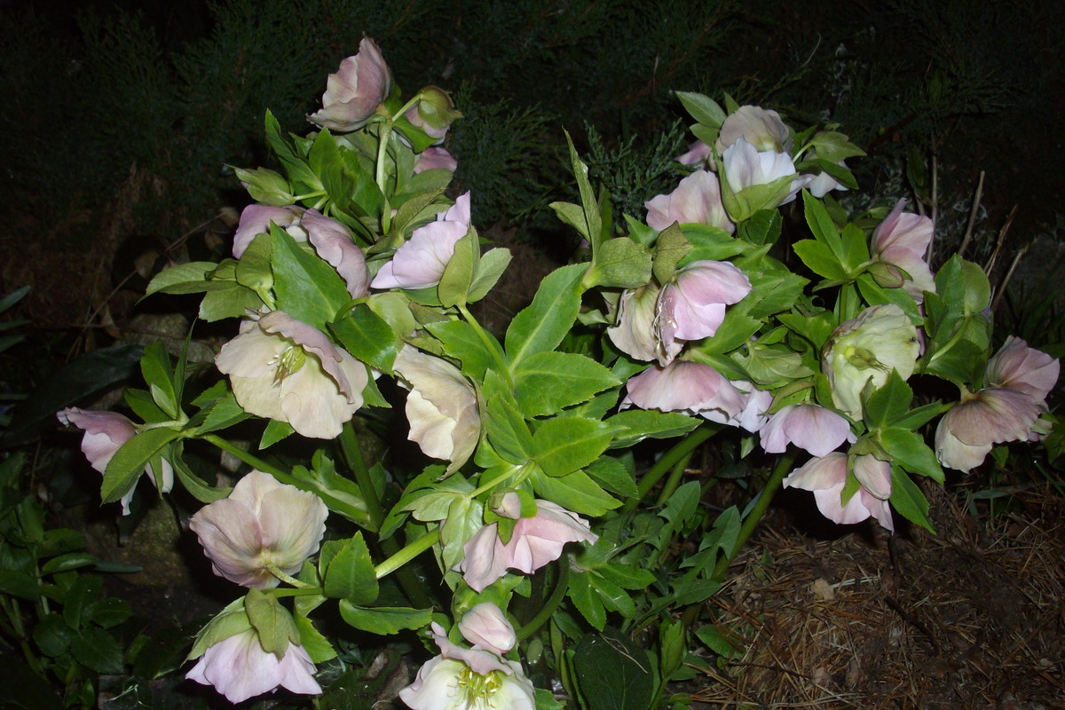 ciemiernik 1