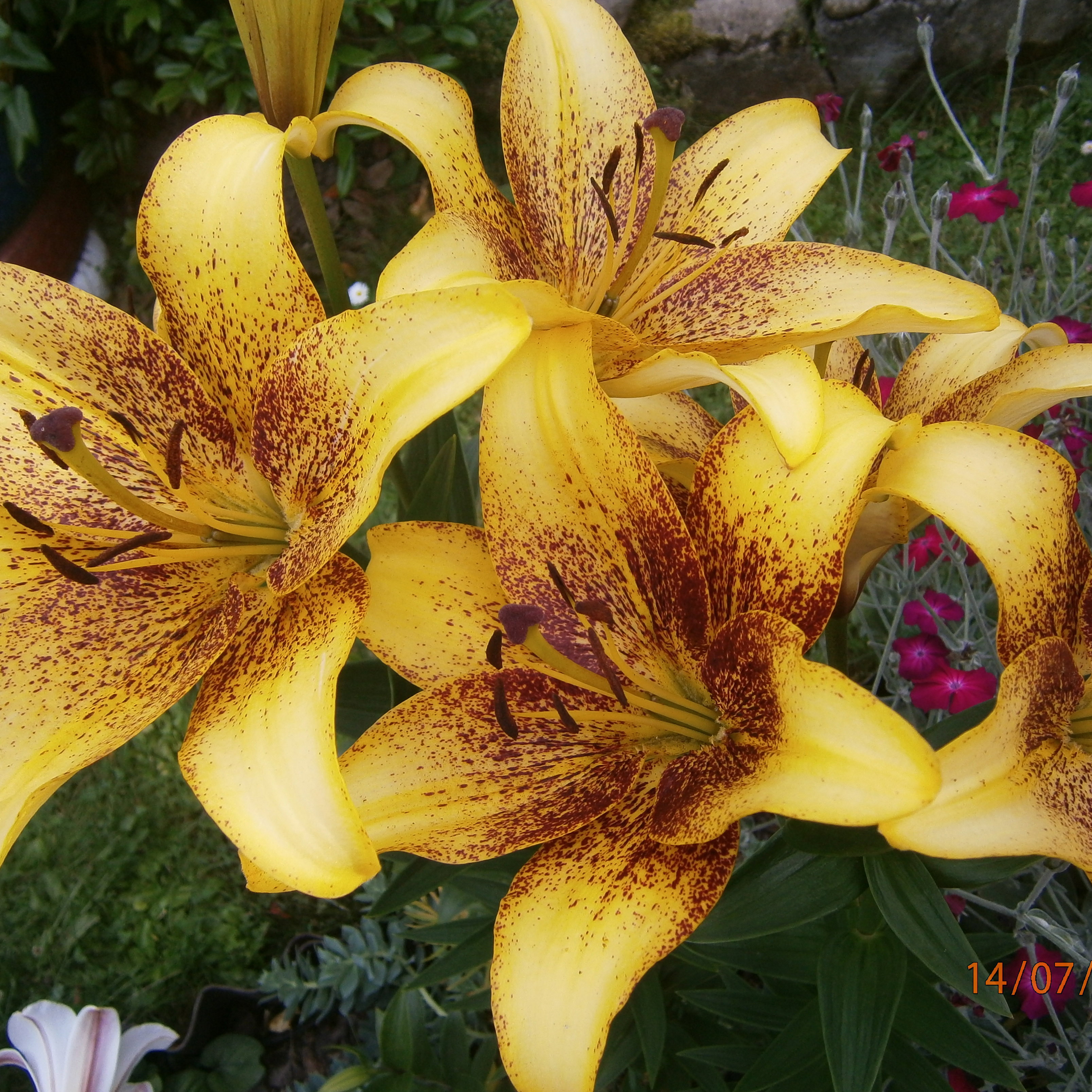 Co roku w moim ogrodzie mogę cieszyć sie pięknymi liliami. Mają bardzo duże kielichy. 