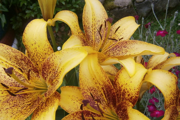 Co roku w moim ogrodzie mogę cieszyć sie pięknymi liliami. Mają bardzo duże kielichy.