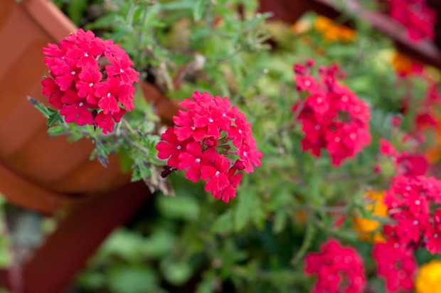 czerwieni werbeny czar...