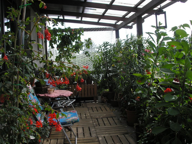 Część tarasu z roslinami egzotycznymi