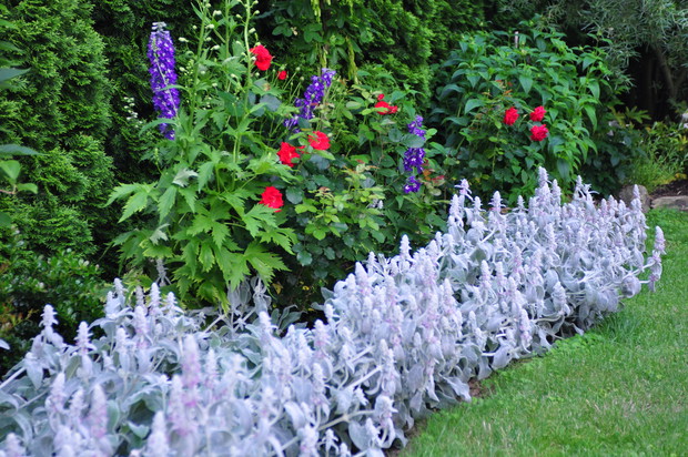 CZYŚCIEC WEŁNISTY JAKO OBRAMOWANIE RABATY