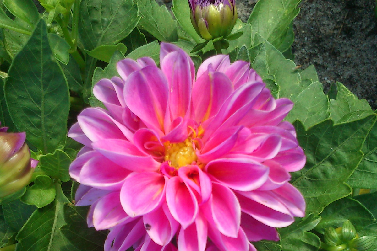 Dalia