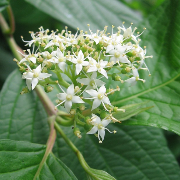 Dereń świdwa (kwiat)