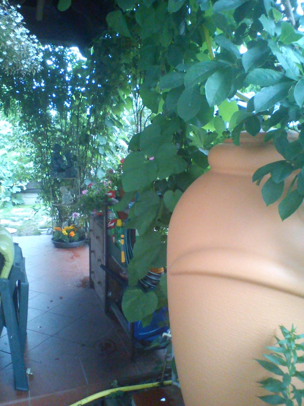 deszczówkowa amfora