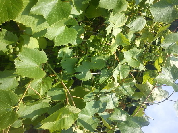 dojrzewające winogrono