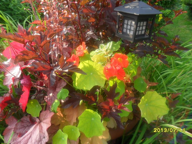 doniczkowa kompozycja 