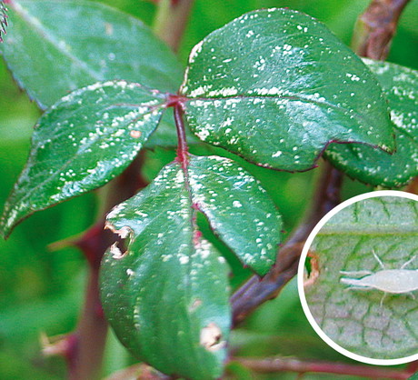 Drobne białe plamki na liściach róż są objawem żerowania skoczka różanego