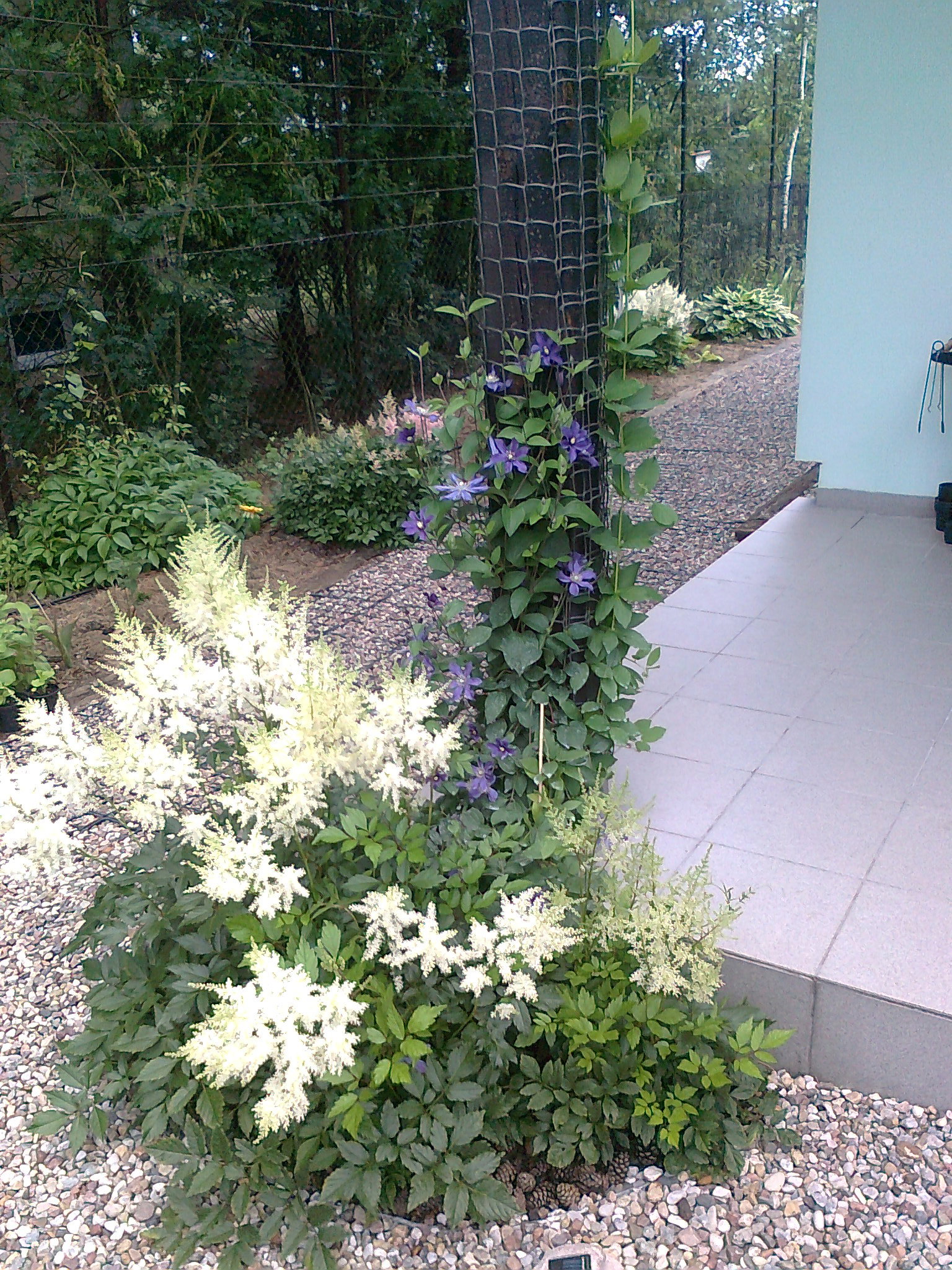 Duet- tawuła i powojnik