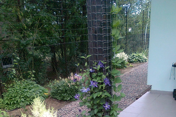 Duet- tawuła i powojnik