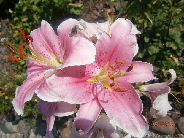 duże i mięsiste liście prześlicznej lilijki, wprawiają cały piękny dzień w zachwyt. Nawet kropelki deszczu dodają jej jeszcze większego uroku. 