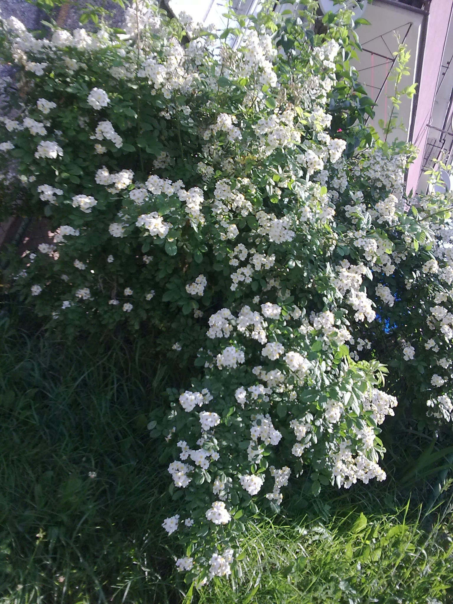 dzika róża jak panna młoda..i ten zapach...